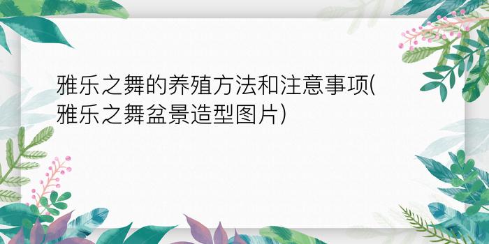 雅乐之舞的养殖方法和注意事项(雅乐之舞盆景造型图片)