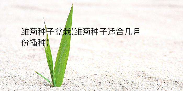 雏菊种子盆栽(雏菊种子适合几月份播种)