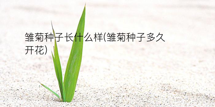 雏菊种子长什么样(雏菊种子多久开花)