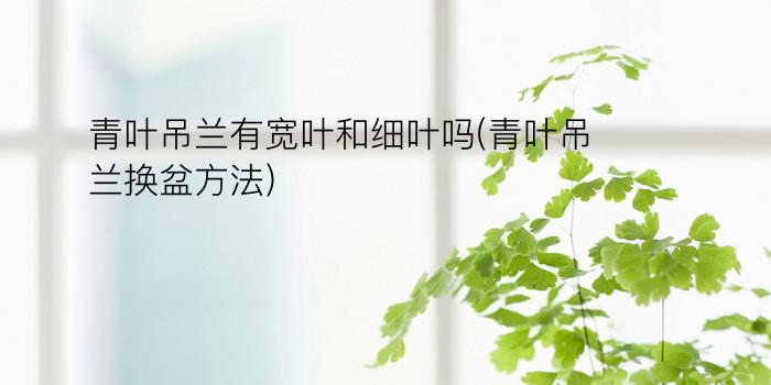 青叶吊兰有宽叶和细叶吗(青叶吊兰换盆方法)