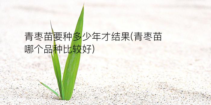 青枣苗要种多少年才结果(青枣苗哪个品种比较好)