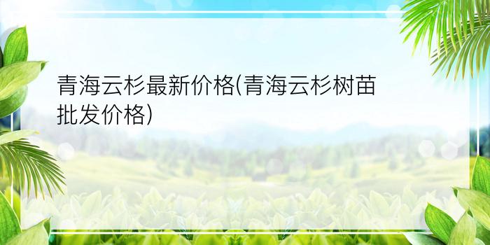 青海云杉最新价格(青海云杉树苗批发价格)