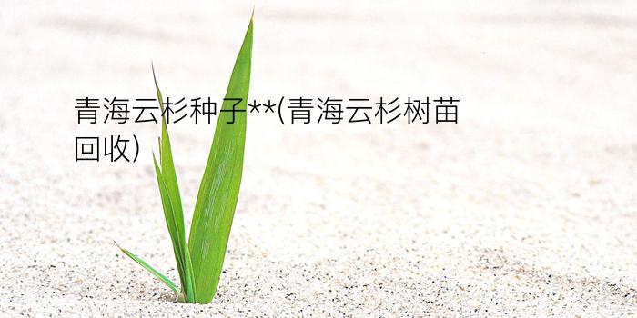 青海云杉种子**(青海云杉树苗回收)