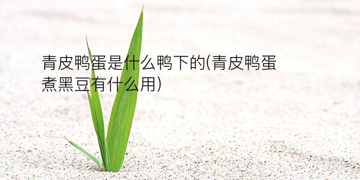 青皮鸭蛋是什么鸭下的(青皮鸭蛋煮黑豆有什么用)