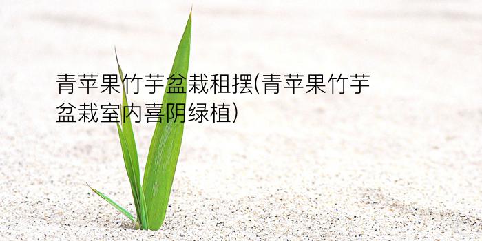 青苹果竹芋盆栽租摆(青苹果竹芋盆栽室内喜阴绿植)