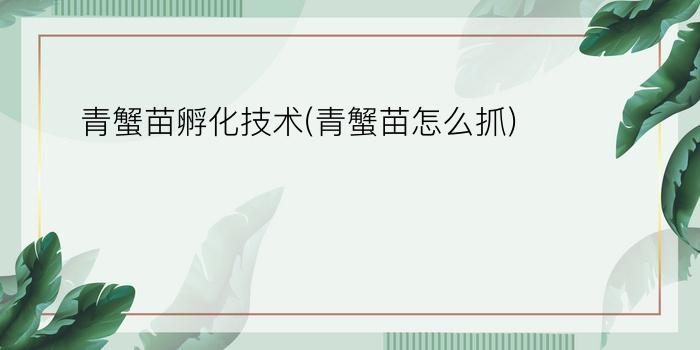 青蟹苗孵化技术(青蟹苗怎么抓)