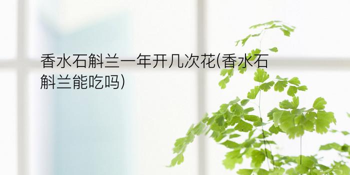 香水石斛兰一年开几次花(香水石斛兰能吃吗)