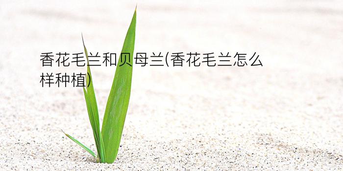 香花毛兰和贝母兰(香花毛兰怎么样种植)