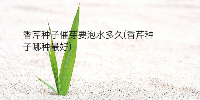 香芹种子催芽要泡水多久(香芹种子哪种最好)