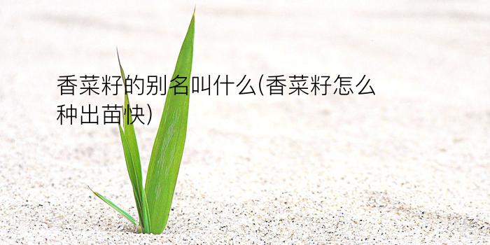 香菜籽的别名叫什么(香菜籽怎么种出苗快)