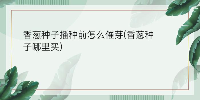 香葱种子播种前怎么催芽(香葱种子哪里买)