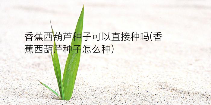 香蕉西葫芦种子可以直接种吗(香蕉西葫芦种子怎么种)