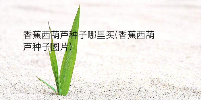 香蕉西葫芦种子哪里买(香蕉西葫芦种子图片)