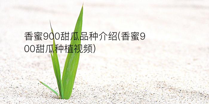 香蜜900甜瓜品种介绍(香蜜900甜瓜种植视频)