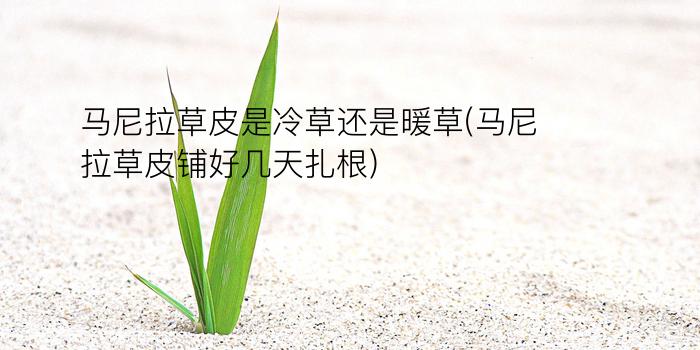 马尼拉草皮是冷草还是暖草(马尼拉草皮铺好几天扎根)