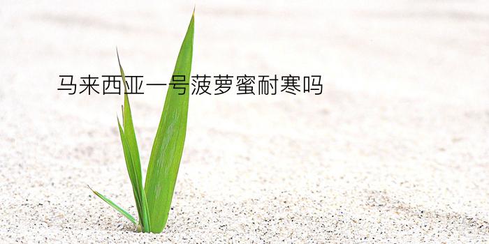 马来西亚一号菠萝蜜耐寒吗