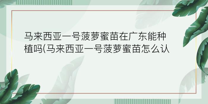 马来西亚一号菠萝蜜苗在广东能种植吗(马来西亚一号菠萝蜜苗怎么认)