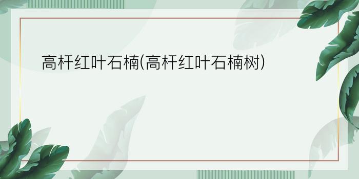 高杆红叶石楠(高杆红叶石楠树)