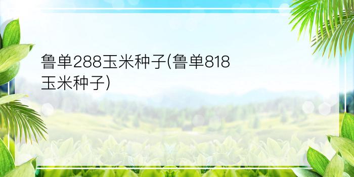 鲁单288玉米种子(鲁单818玉米种子)