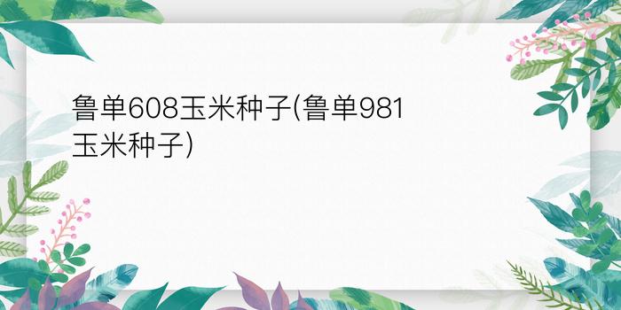 鲁单608玉米种子(鲁单981玉米种子)