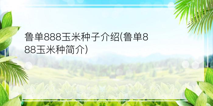 鲁单888玉米种子介绍(鲁单888玉米种简介)