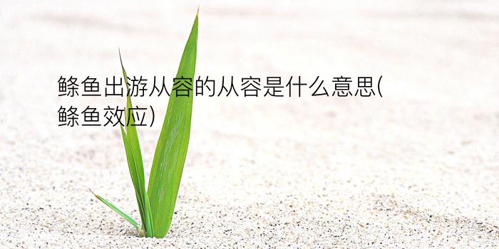 鲦鱼出游从容的从容是什么意思(鲦鱼效应)