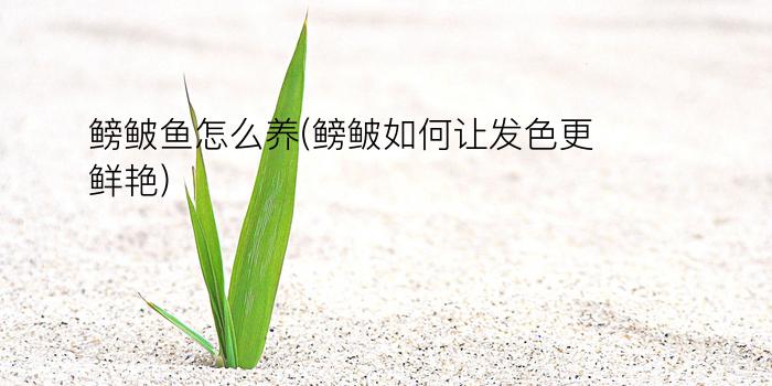 鳑鲏鱼怎么养(鳑鲏如何让发色更鲜艳)