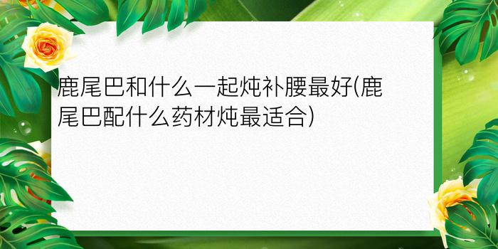 鹿尾巴和什么一起炖补腰最好(鹿尾巴配什么药材炖最适合)