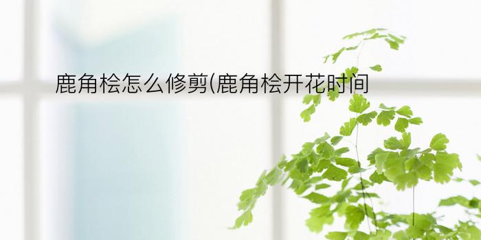 鹿角桧怎么修剪(鹿角桧开花时间)