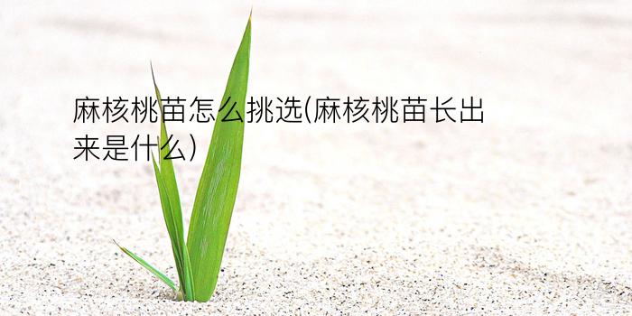 麻核桃苗怎么挑选(麻核桃苗长出来是什么)