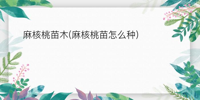 麻核桃苗木(麻核桃苗怎么种)