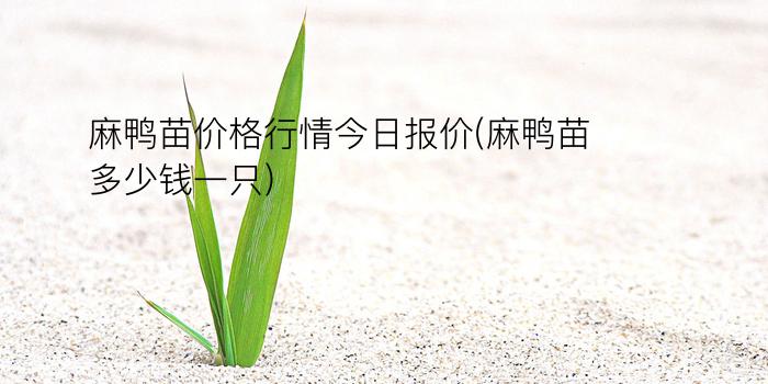 麻鸭苗价格行情今日报价(麻鸭苗多少钱一只)