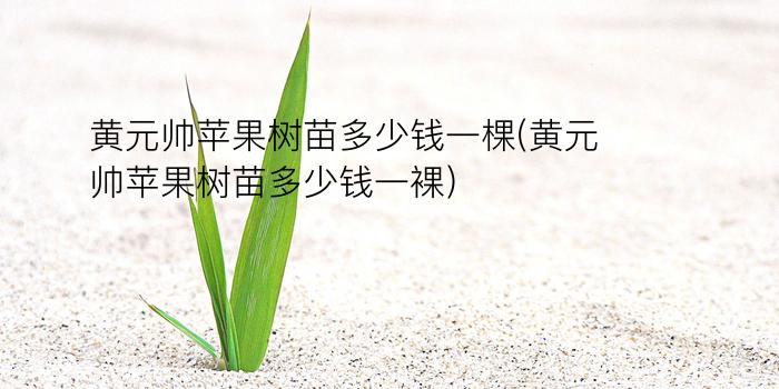 黄元帅苹果树苗多少钱一棵(黄元帅苹果树苗多少钱一裸)