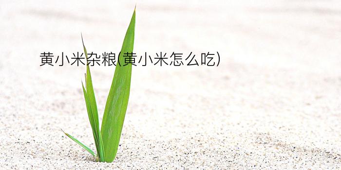 黄小米杂粮(黄小米怎么吃)