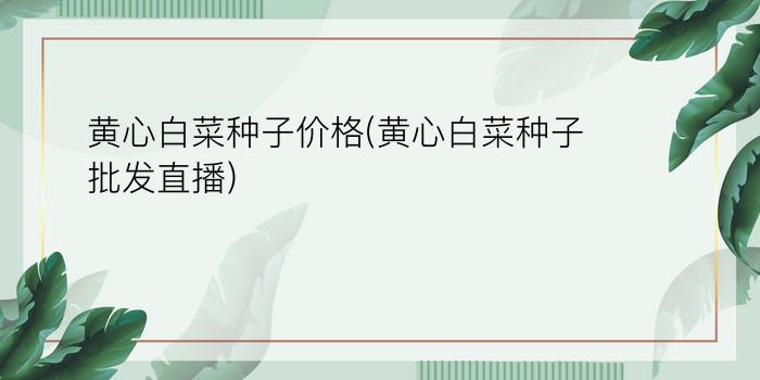 黄心白菜种子价格(黄心白菜种子批发直播)