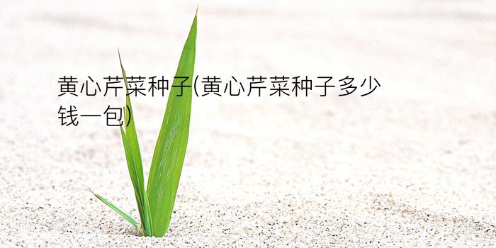 黄心芹菜种子(黄心芹菜种子多少钱一包)