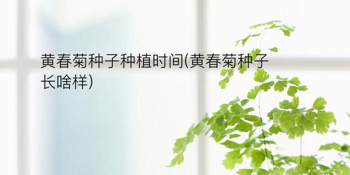 黄春菊种子种植时间(黄春菊种子长啥样)