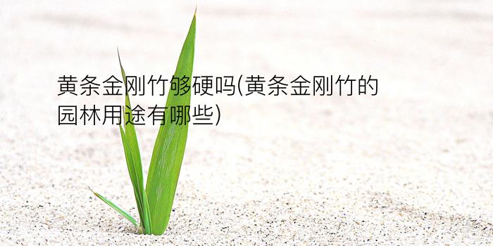 黄条金刚竹够硬吗(黄条金刚竹的园林用途有哪些)