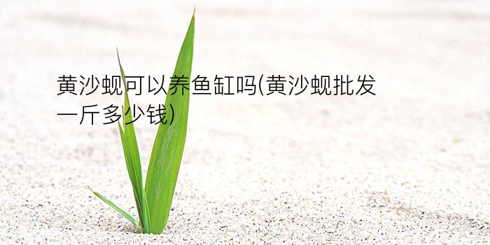 黄沙蚬可以养鱼缸吗(黄沙蚬批发一斤多少钱)