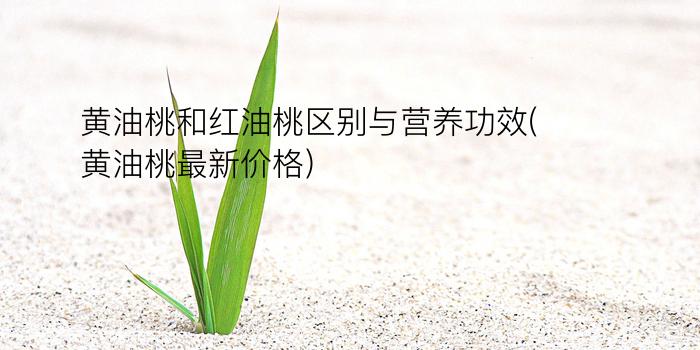 黄油桃和红油桃区别与营养功效(黄油桃最新价格)