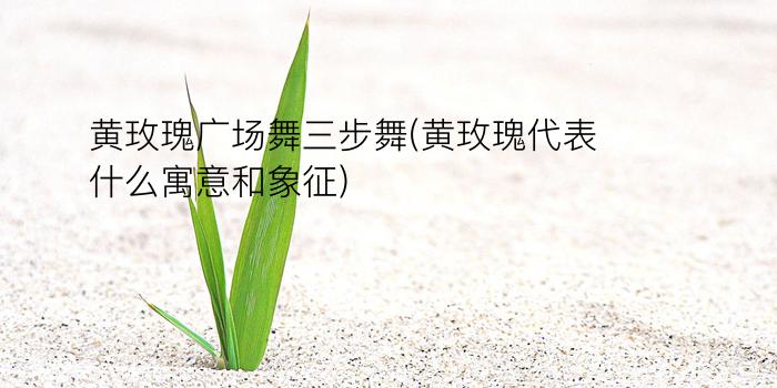 黄玫瑰广场舞三步舞(黄玫瑰代表什么寓意和象征)