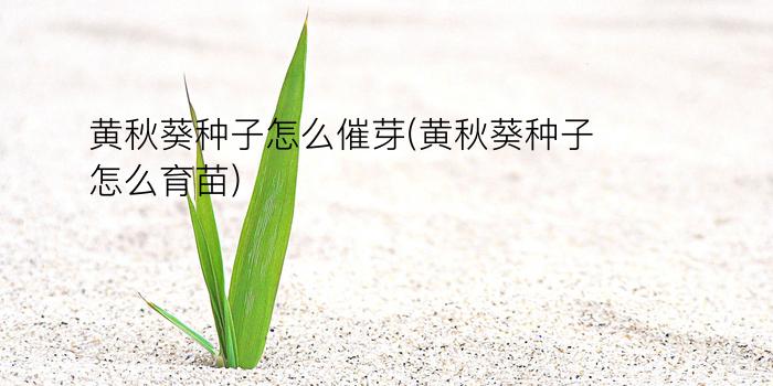 黄秋葵种子怎么催芽(黄秋葵种子怎么育苗)