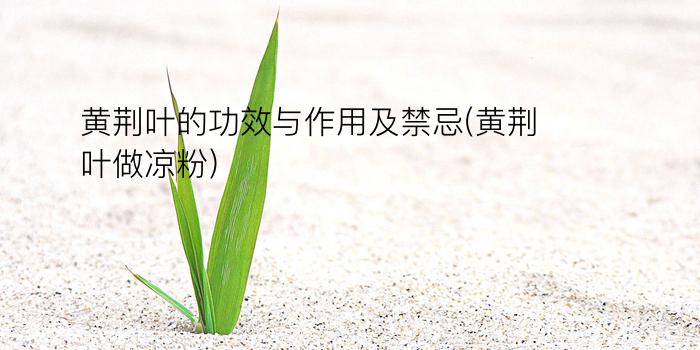 黄荆叶的功效与作用及禁忌(黄荆叶做凉粉)