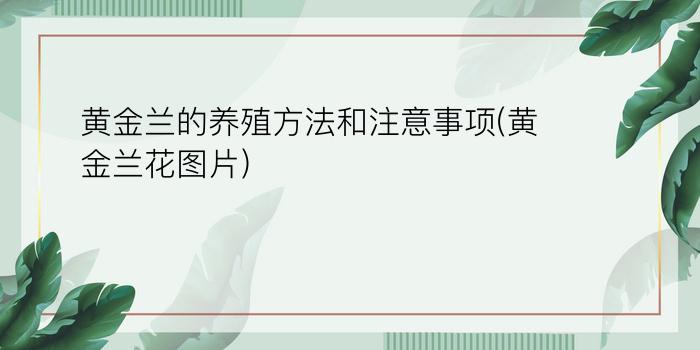 黄金兰的养殖方法和注意事项(黄金兰花图片)