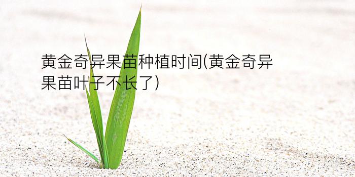 黄金奇异果苗种植时间(黄金奇异果苗叶子不长了)