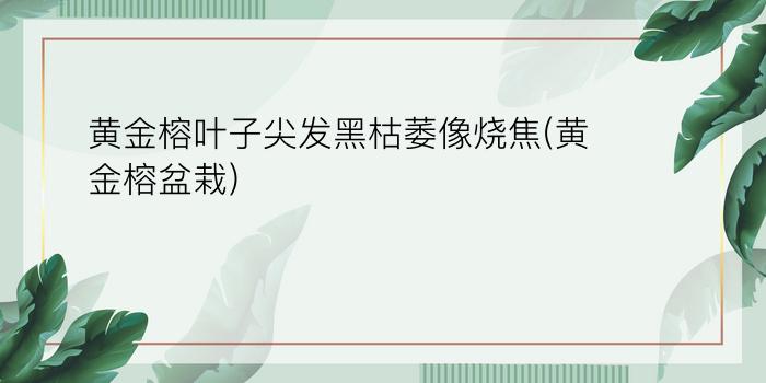 黄金榕叶子尖发黑枯萎像烧焦(黄金榕盆栽)