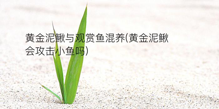 黄金泥鳅与观赏鱼混养(黄金泥鳅会攻击小鱼吗)