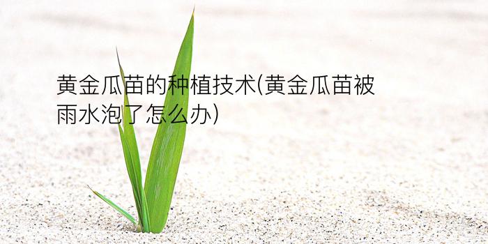 黄金瓜苗的种植技术(黄金瓜苗被雨水泡了怎么办)