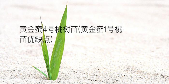 黄金蜜4号桃树苗(黄金蜜1号桃苗优缺点)