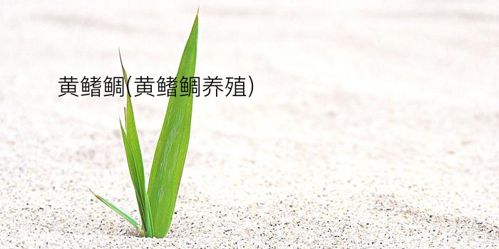 黄鳍鲷(黄鳍鲷养殖)